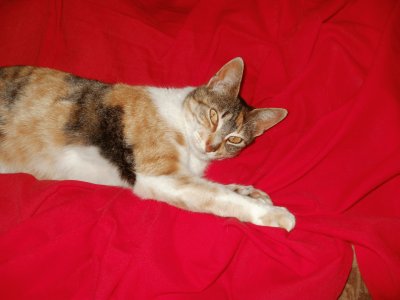 Camy