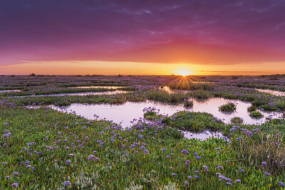 Sunset over marshland
