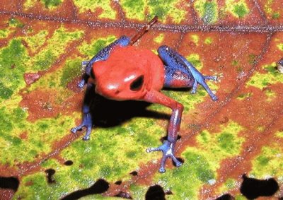 frog multicolour