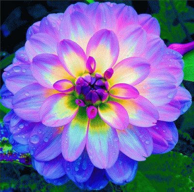 flower jigsaw puzzle