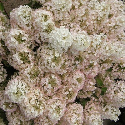 Hydrangea jigsaw puzzle