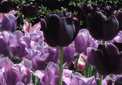 פאזל של Beautiful Tulips