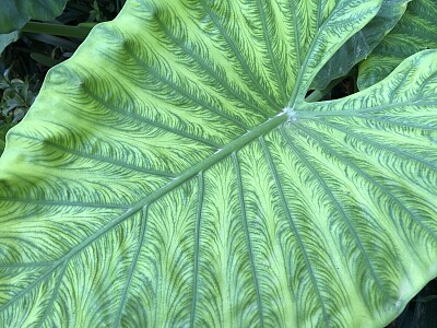 Giant leaf, Palacio de las Dueñas, Seville