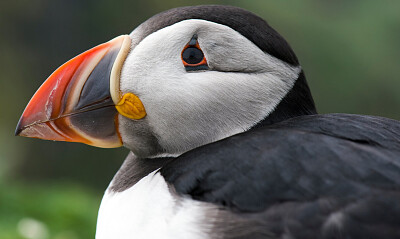 tucan