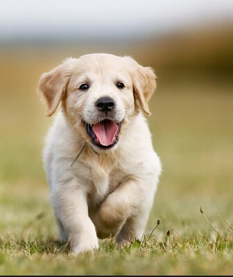 Doggy