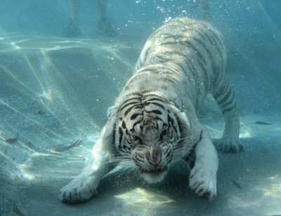 Tiger jigsaw puzzle