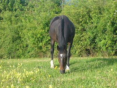 Jument trotteuse