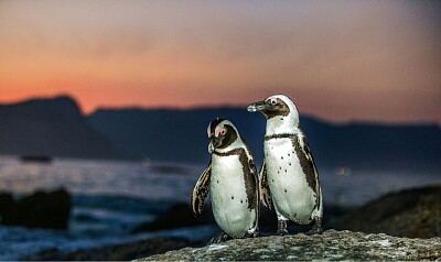 Pinguinos