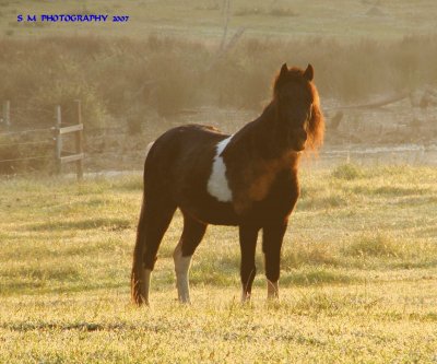 פאזל של Morning sundrenched pony