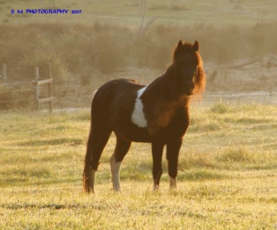 Morning sundrenched pony