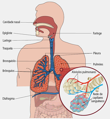 Sistema Respiratório 6.º ano