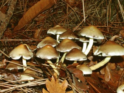 champignons jigsaw puzzle