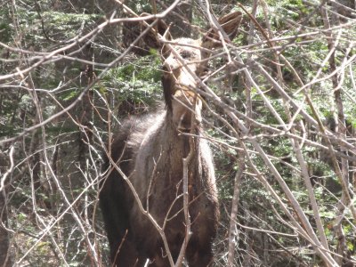 Spring moose  peek a boo