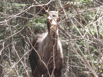 Spring moose  peek a boo jigsaw puzzle