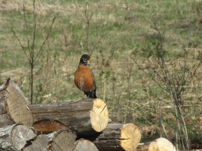 Spring is here  robin on the woodpile