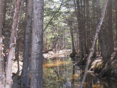 Spring at the brook