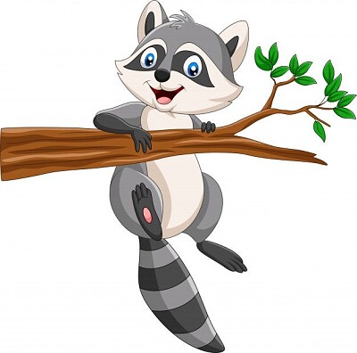Racoon