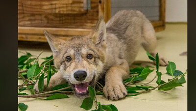 Wolf Pup in Leaves