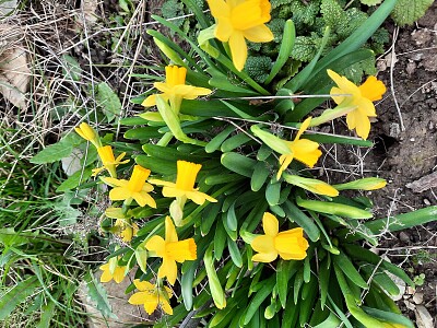 Jacinthes