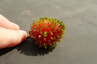 Fraise germée