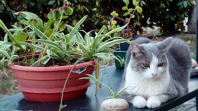 Chat 001