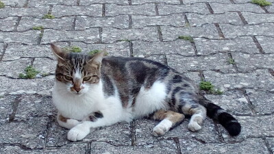 Chat 002