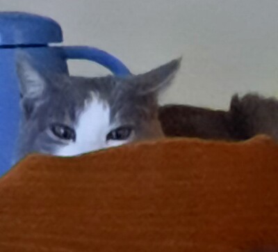 Chat 003