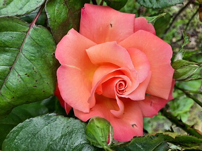 Rose 001