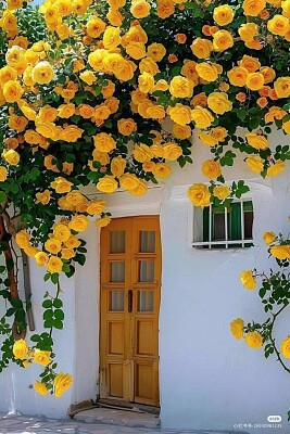 Rosal y puerta amarilla