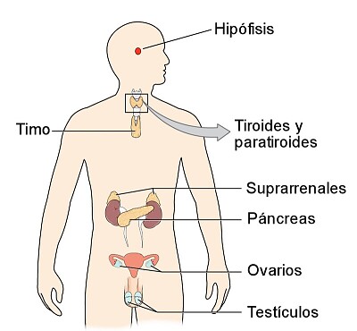 rompecabezas sistema endocrino