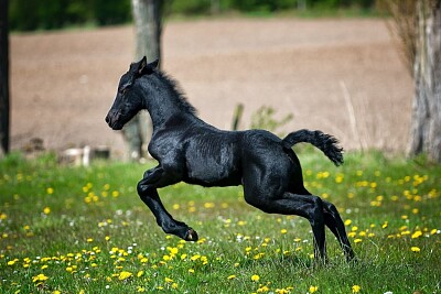Ethan 's Baby Horse