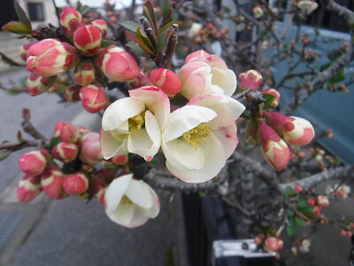 ボケの花002