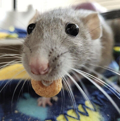 mouse