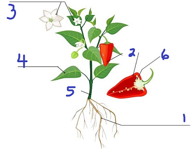 plantas