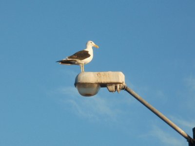 פאזל של la gaviota