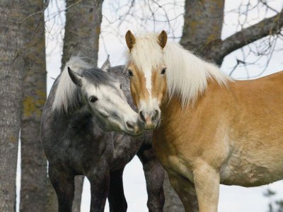 caballos 7