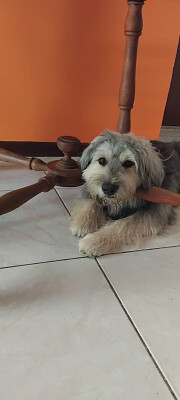 totinho fofolete