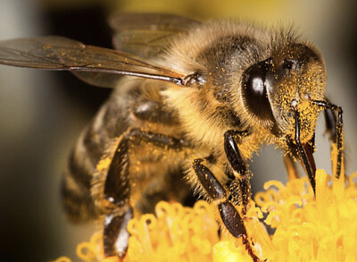 bee
