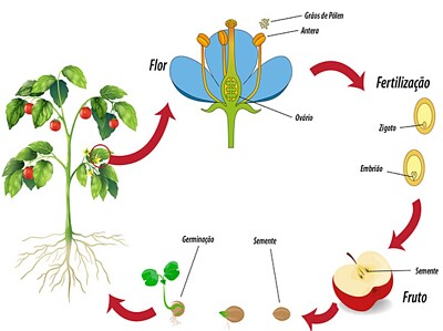 Ciclo de Vida das Angiospermas