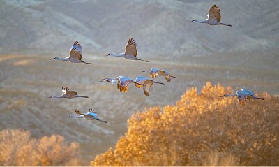 Vuelo