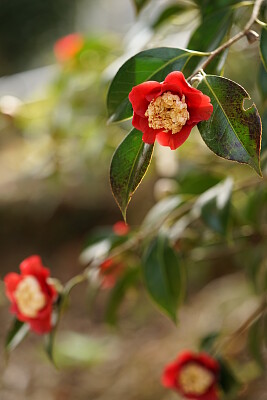 好きなお花