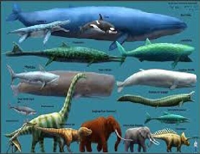 whales
