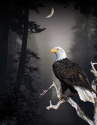 Eagle