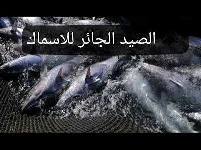 الصيد