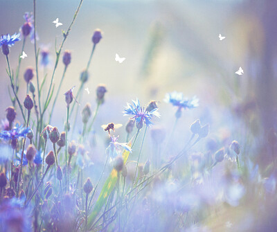 purple flowers
