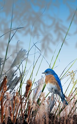 Blue Bird