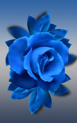 Blue Rose