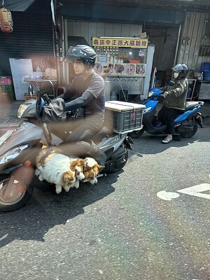 柯基