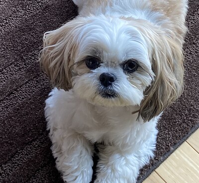Mia