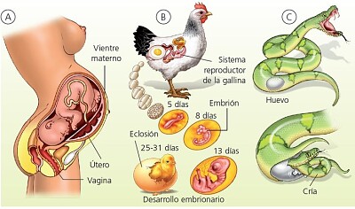Desarrollo embrionario en los animales